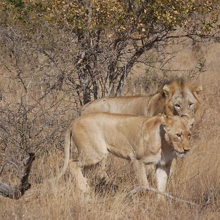 Mbizi Bush Lodge Grietjie Game Reserve Eksteriør billede