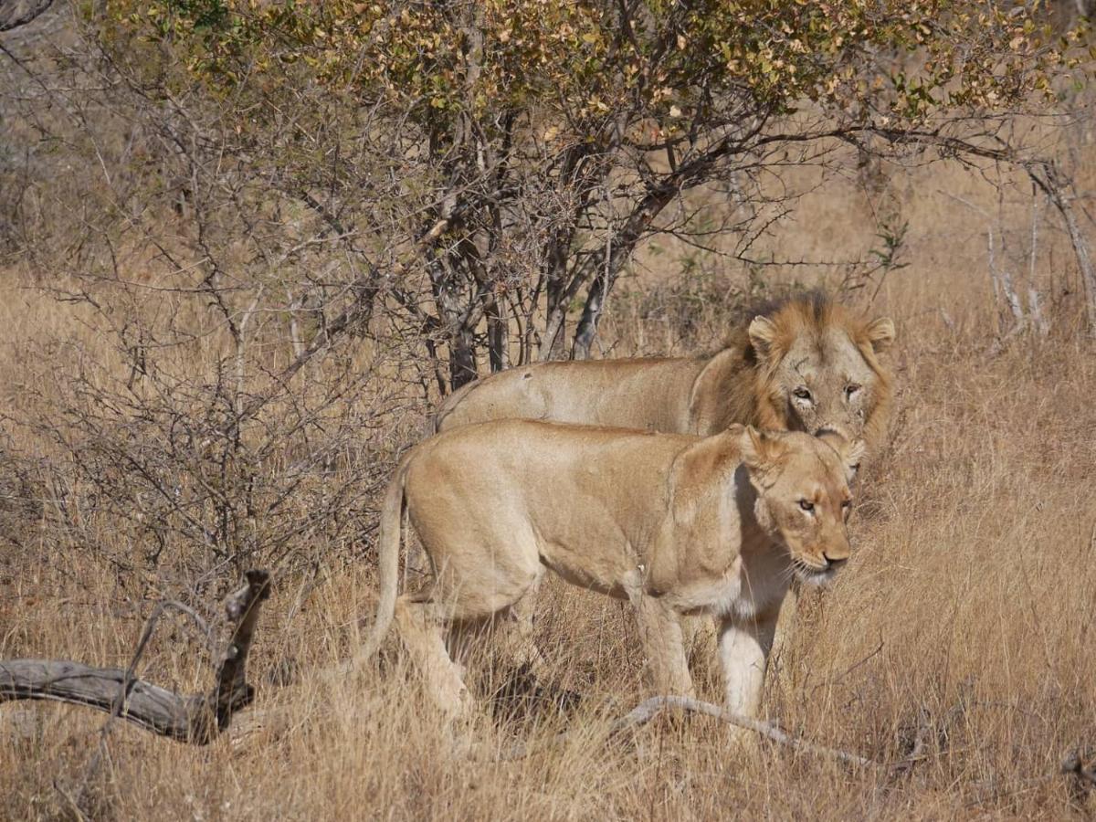 Mbizi Bush Lodge Grietjie Game Reserve Eksteriør billede