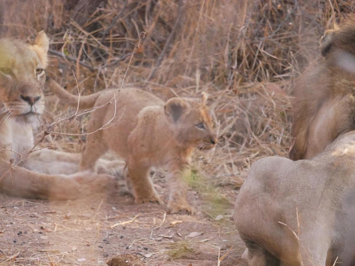 Mbizi Bush Lodge Grietjie Game Reserve Eksteriør billede