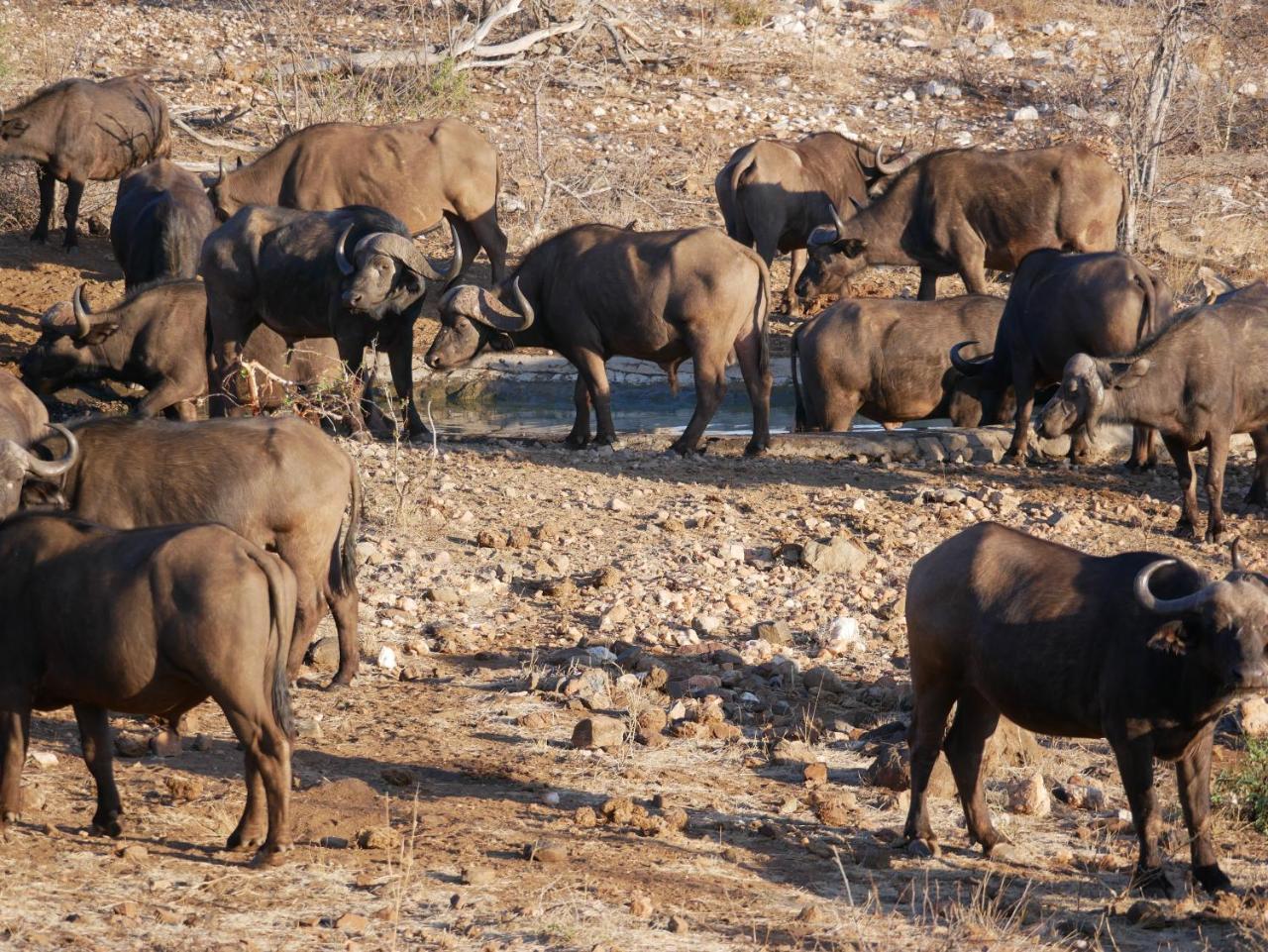 Mbizi Bush Lodge Grietjie Game Reserve Eksteriør billede