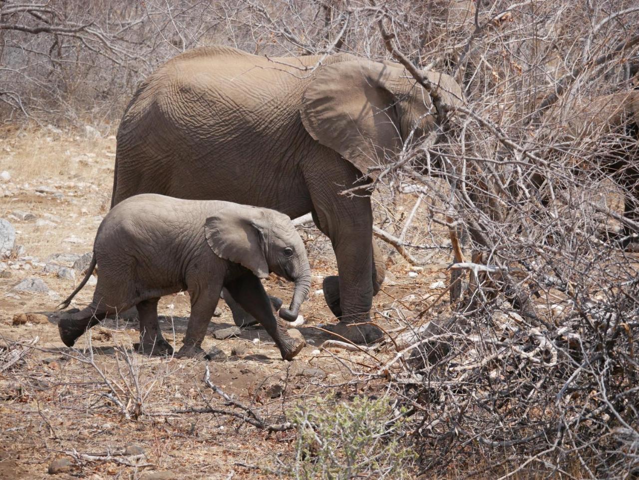 Mbizi Bush Lodge Grietjie Game Reserve Eksteriør billede