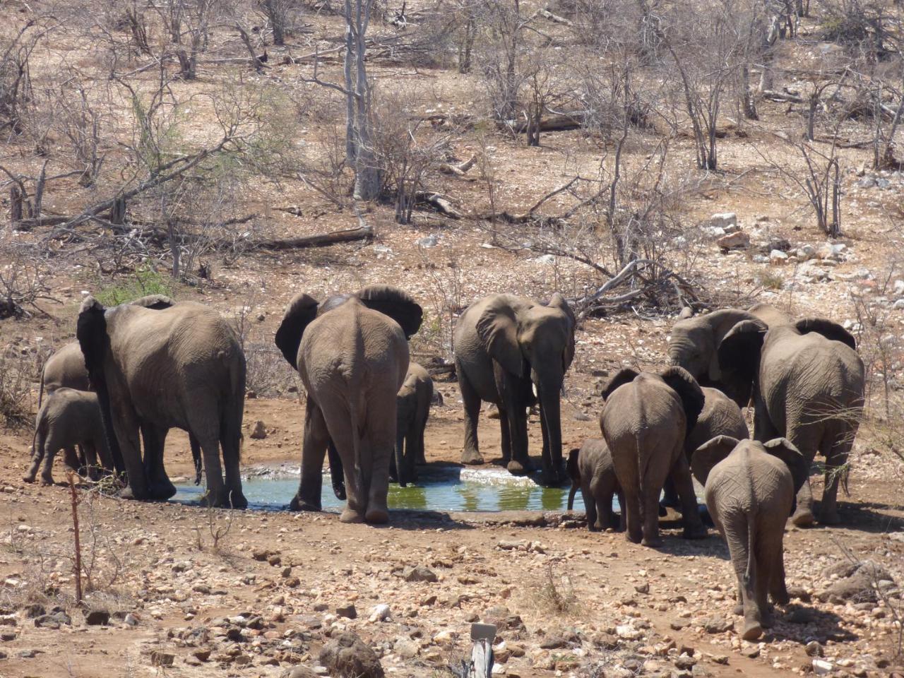 Mbizi Bush Lodge Grietjie Game Reserve Eksteriør billede