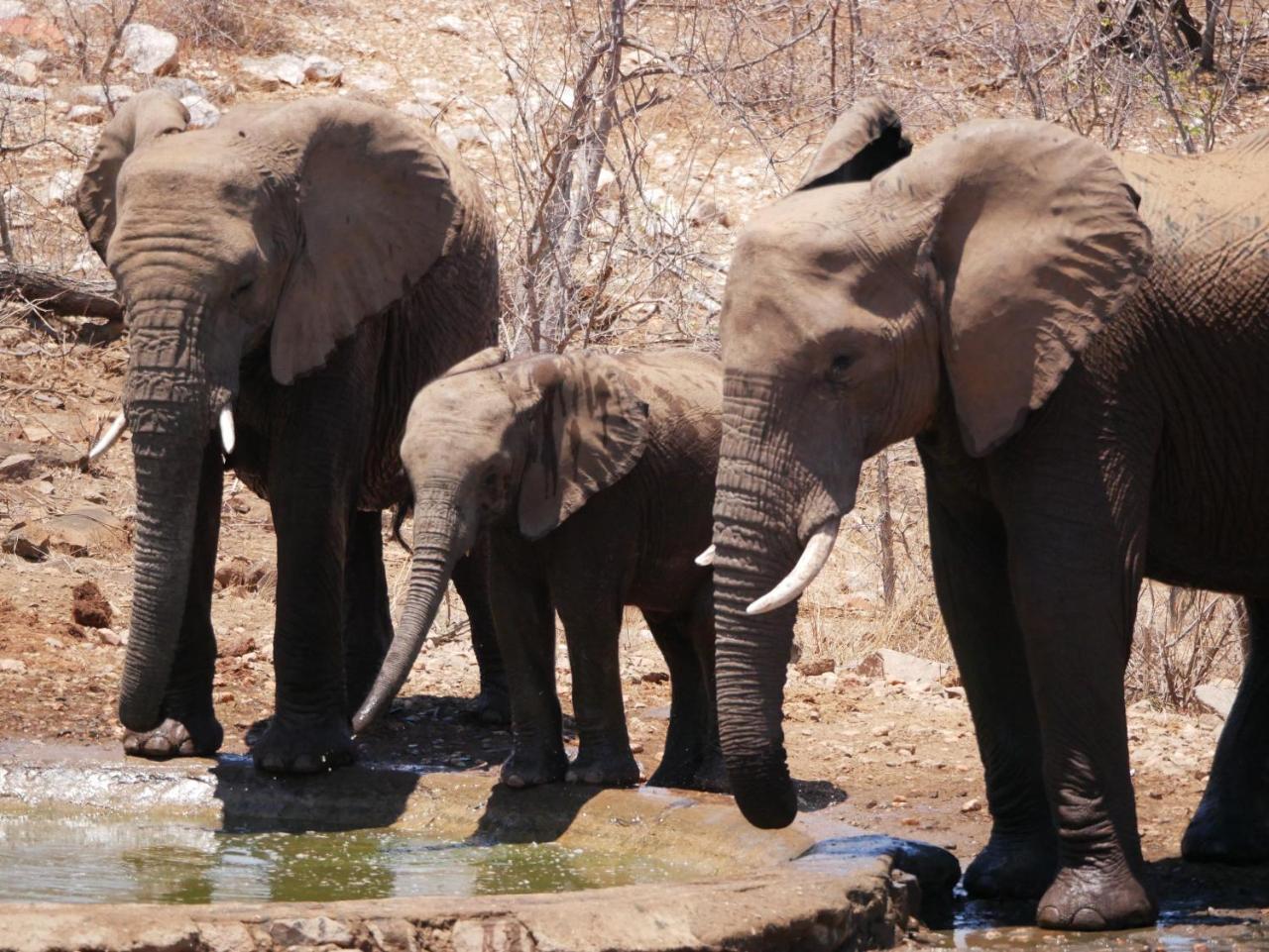 Mbizi Bush Lodge Grietjie Game Reserve Eksteriør billede