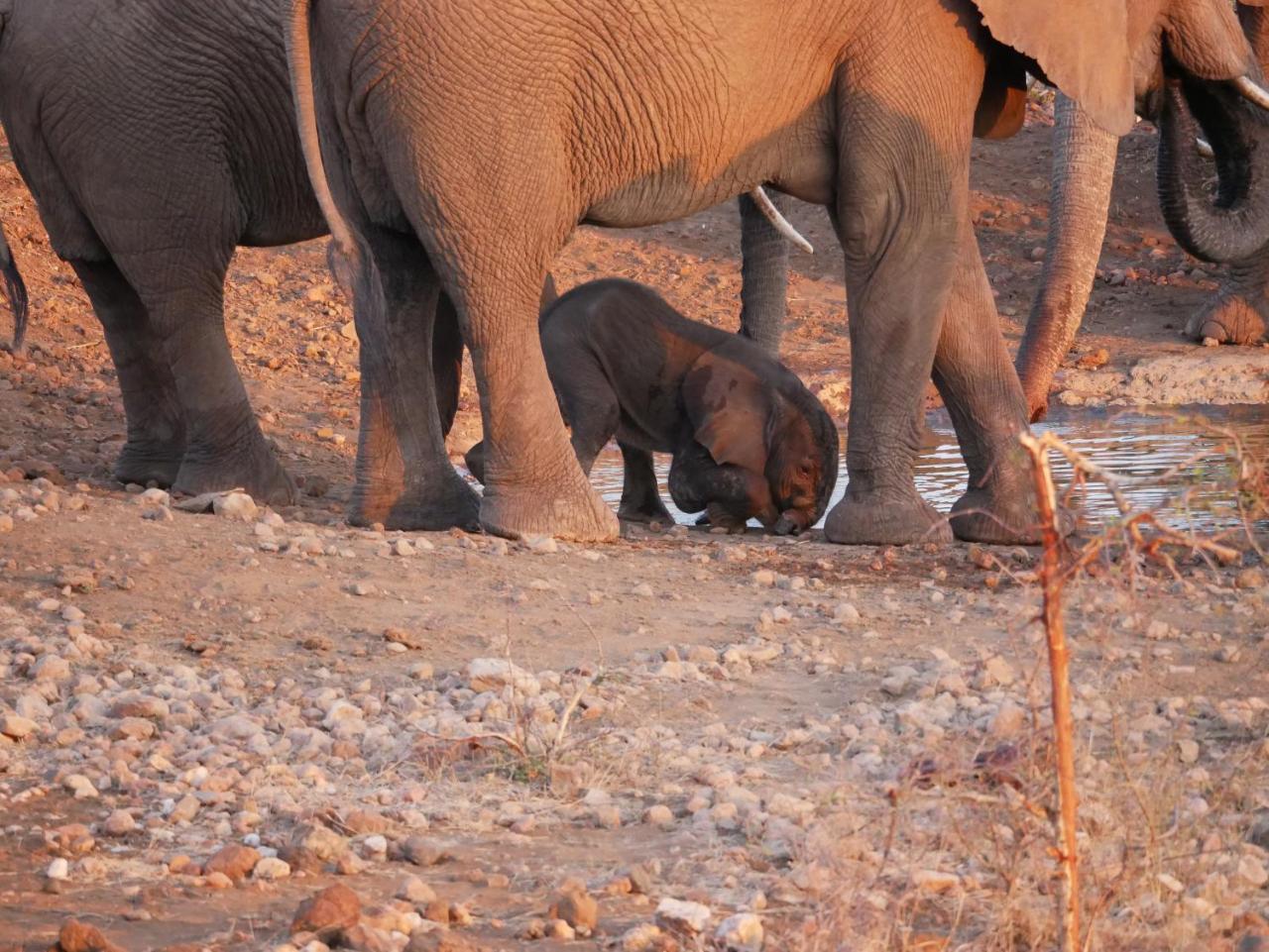 Mbizi Bush Lodge Grietjie Game Reserve Eksteriør billede