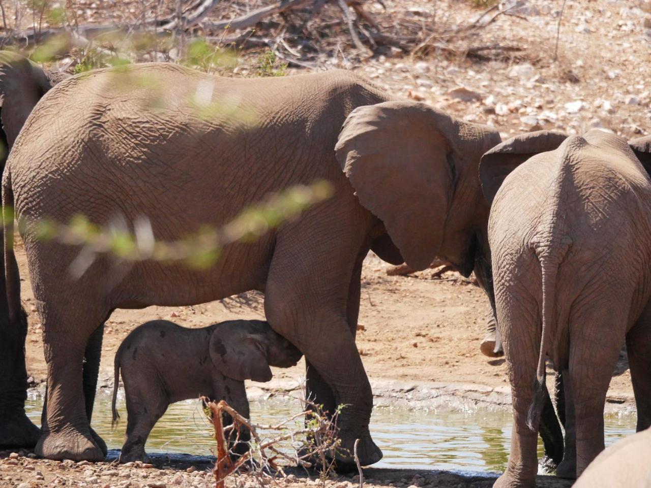 Mbizi Bush Lodge Grietjie Game Reserve Eksteriør billede