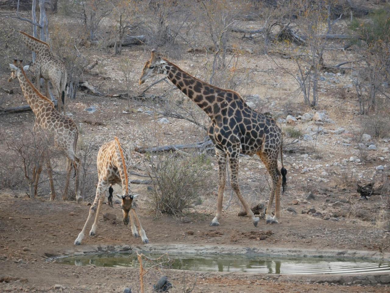 Mbizi Bush Lodge Grietjie Game Reserve Eksteriør billede