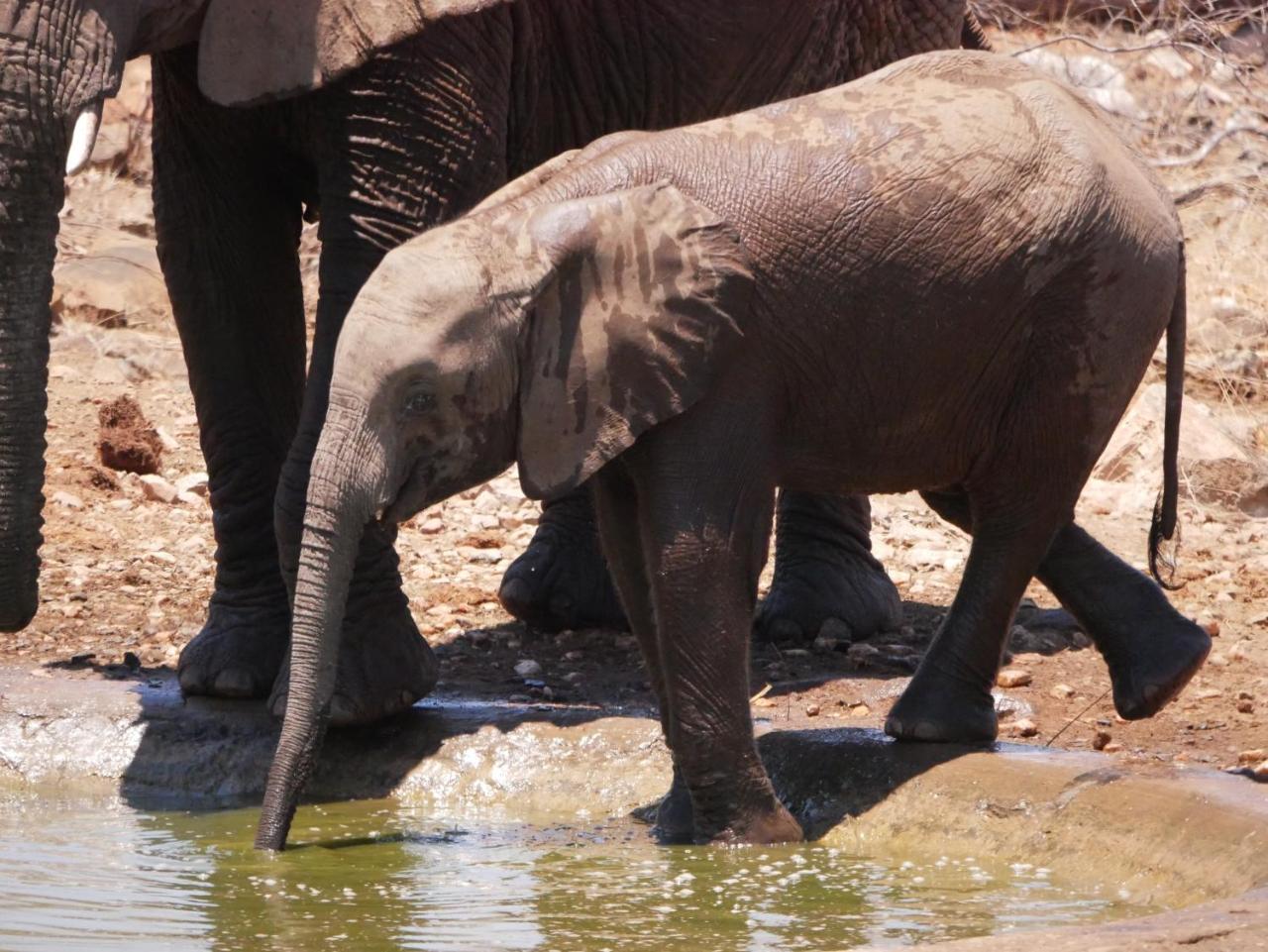 Mbizi Bush Lodge Grietjie Game Reserve Eksteriør billede