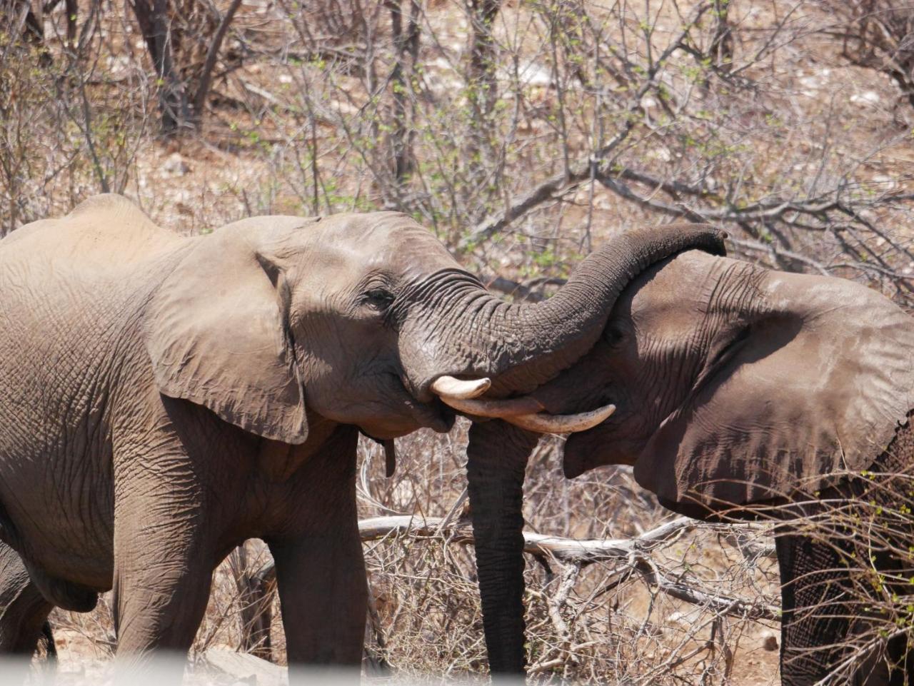 Mbizi Bush Lodge Grietjie Game Reserve Eksteriør billede