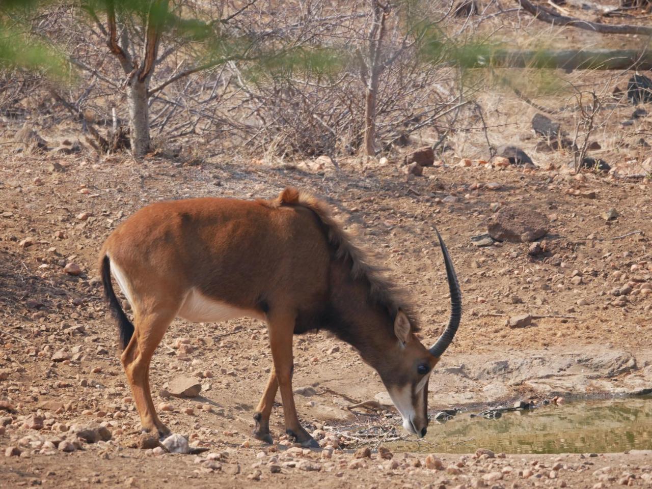 Mbizi Bush Lodge Grietjie Game Reserve Eksteriør billede