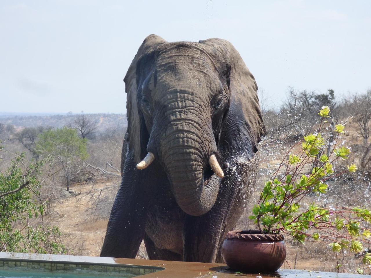 Mbizi Bush Lodge Grietjie Game Reserve Eksteriør billede