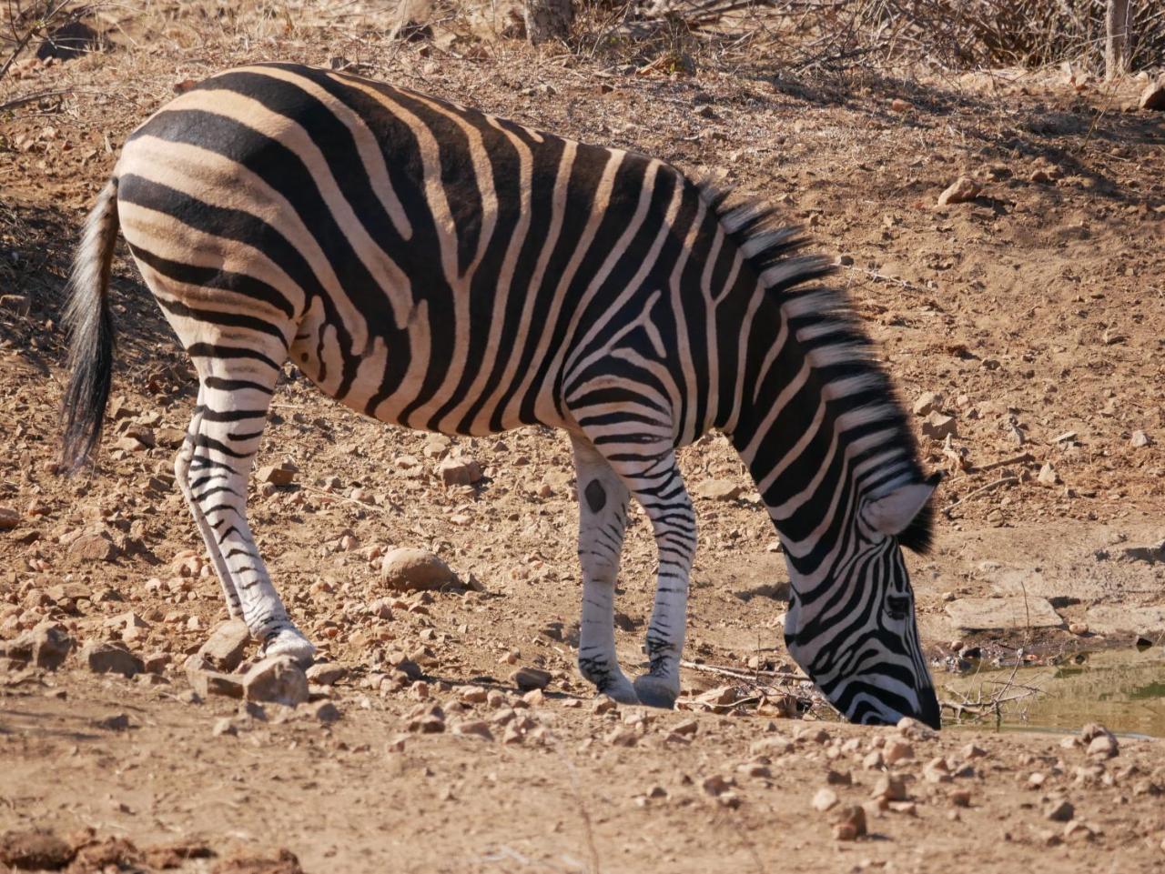 Mbizi Bush Lodge Grietjie Game Reserve Eksteriør billede