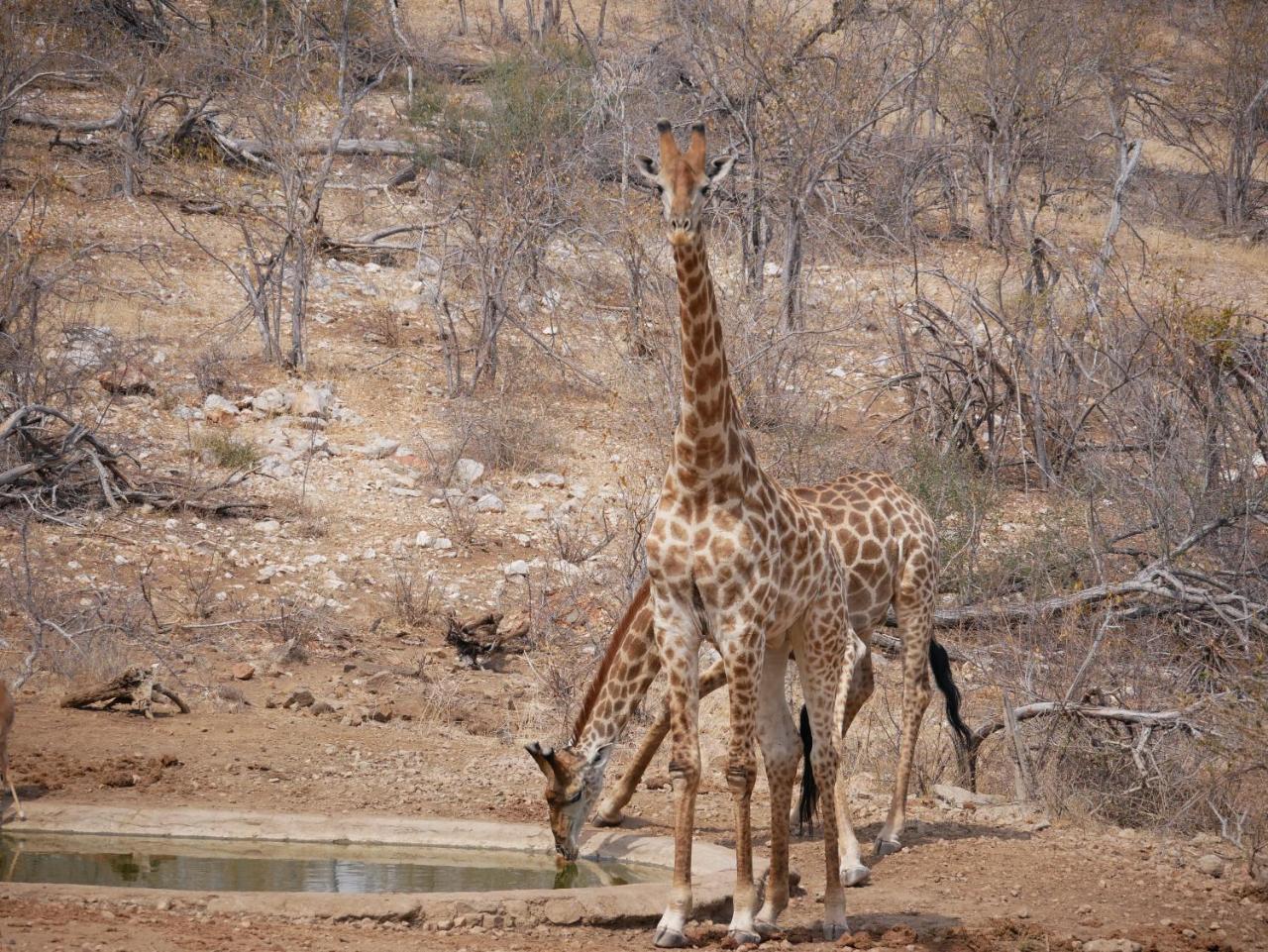 Mbizi Bush Lodge Grietjie Game Reserve Eksteriør billede