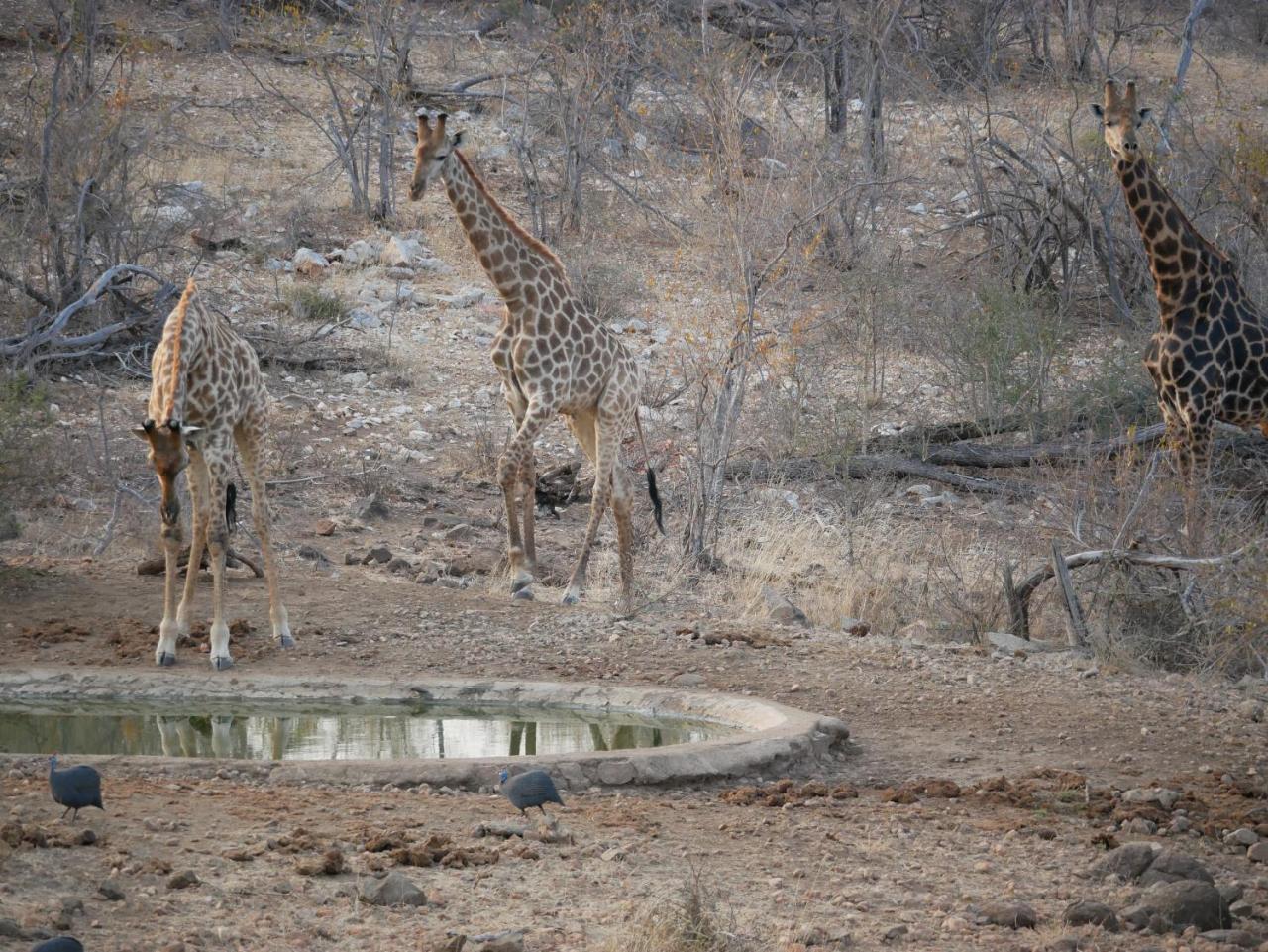 Mbizi Bush Lodge Grietjie Game Reserve Eksteriør billede