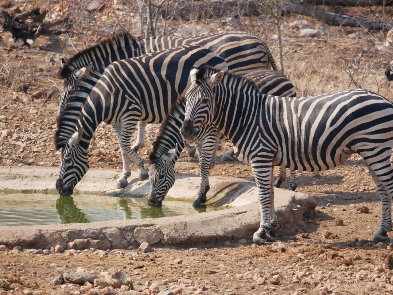 Mbizi Bush Lodge Grietjie Game Reserve Eksteriør billede