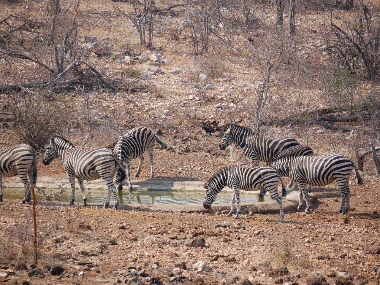 Mbizi Bush Lodge Grietjie Game Reserve Eksteriør billede