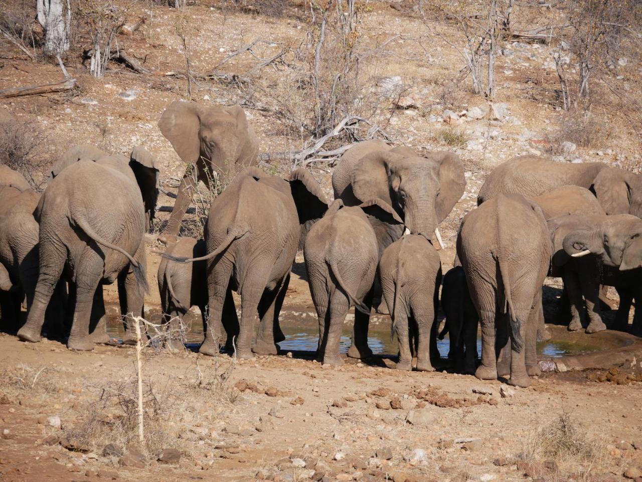 Mbizi Bush Lodge Grietjie Game Reserve Eksteriør billede