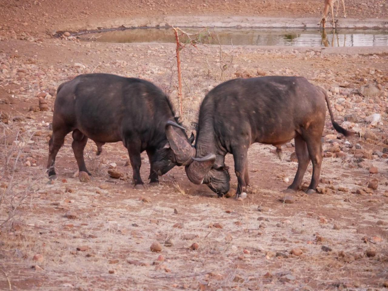 Mbizi Bush Lodge Grietjie Game Reserve Eksteriør billede