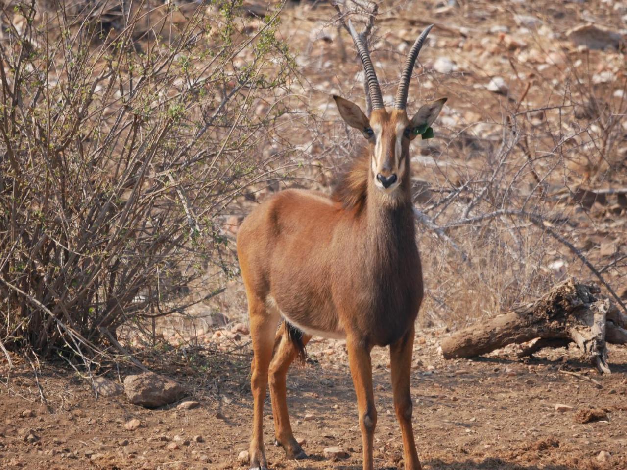 Mbizi Bush Lodge Grietjie Game Reserve Eksteriør billede