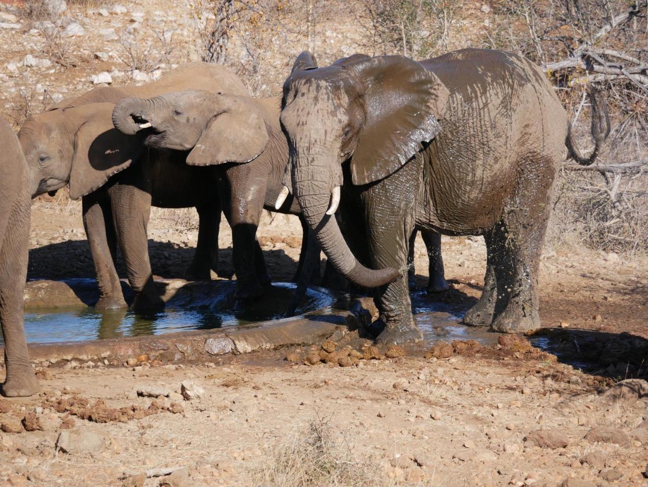 Mbizi Bush Lodge Grietjie Game Reserve Eksteriør billede