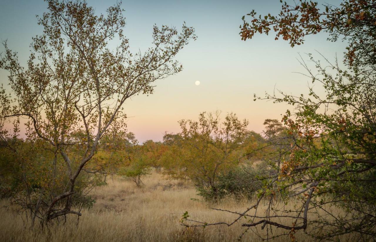 Mbizi Bush Lodge Grietjie Game Reserve Eksteriør billede